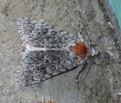 Acronicta euphorbiae