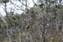 Eucalyptus cosmophylla