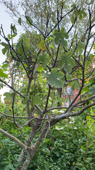 Ficus carica