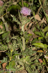 Cirsium japonicum australe