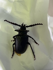 Prionus coriarius
