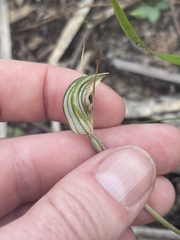 Pterostylis concinna