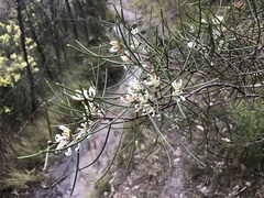 Hakea rostrata