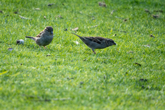 Passer domesticus domesticus