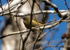 Anthornis melanura melanura