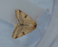 Heliothis peltigera