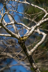 Anthornis melanura melanura