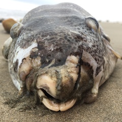 Sphoeroides annulatus