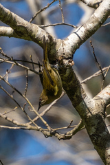 Anthornis melanura melanura