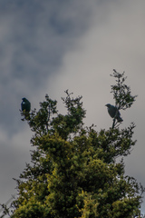 Prosthemadera novaeseelandiae novaeseelandiae