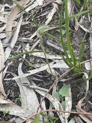 Pterostylis concinna