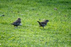Passer domesticus domesticus