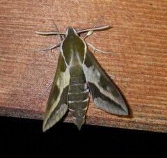 Hyles euphorbiae