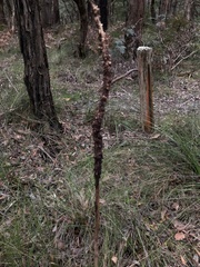 Xanthorrhoea minor lutea