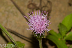 Cirsium japonicum australe
