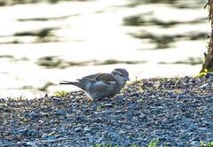 Passer domesticus domesticus