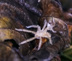 Heteropoda davidbowie
