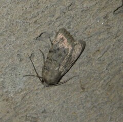 Epipsilia grisescens