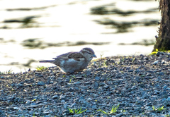 Passer domesticus domesticus