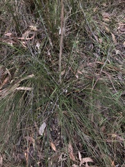 Xanthorrhoea minor lutea