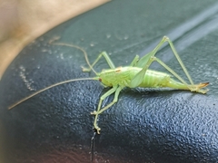 Meconema meridionale