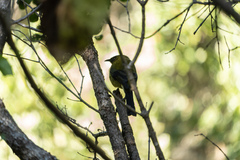 Anthornis melanura melanura