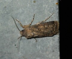 Agrotis bigramma