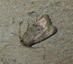 Epipsilia grisescens