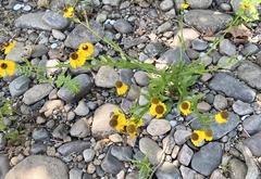 Helenium flexuosum