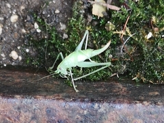 Meconema meridionale