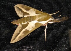Hyles euphorbiae