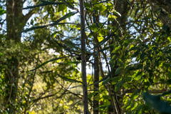Anthornis melanura melanura