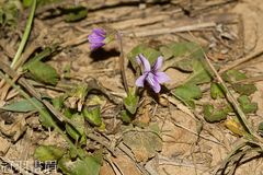 Viola mandshurica