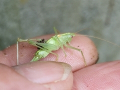 Meconema meridionale
