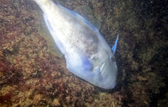 Meuschenia freycineti