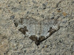 Xanthorhoe fluctuata