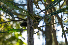 Anthornis melanura melanura