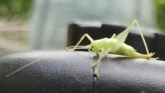 Meconema meridionale