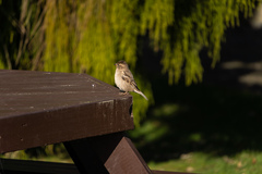 Passer domesticus domesticus