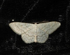 Scopula incanata