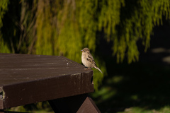 Passer domesticus domesticus