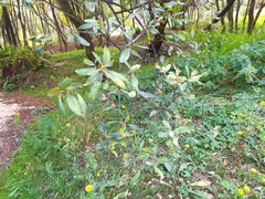 Salix atrocinerea