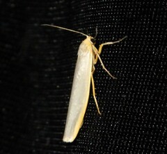 Eilema