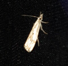 Catoptria falsella