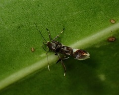 Cosmopterigidae