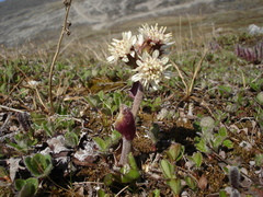 Petasites frigidus