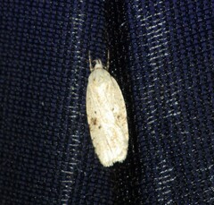Agonopterix
