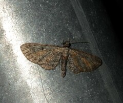 Eupithecia icterata
