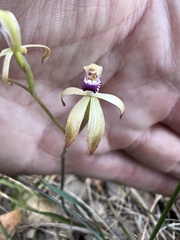 Caladenia testacea