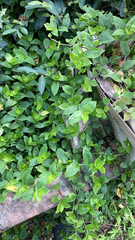 Tradescantia fluminensis
